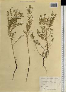 Клоповник густоцветковый Schrad., Сибирь, Алтай и Саяны (S2) (Россия)