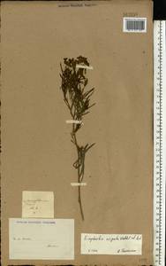 Euphorbia tommasiniana Bertol., Восточная Европа, Нижневолжский район (E9) (Россия)