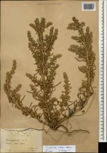 Salsola squarrosa subsp. squarrosa, Кавказ, Краснодарский край и Адыгея (K1a) (Россия)