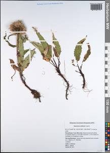 Saussurea congesta subsp. soczavae (Lipsch.) Vorosch., Сибирь, Якутия (S5) (Россия)