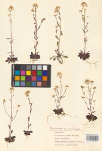 Резушка песчаная, Резуховидка песчаная (L.) Lawalrée, Восточная Европа, Литва (E2a) (Литва)