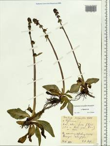 Micranthes hieraciifolia (Waldst. & Kit.) Haw., Сибирь, Чукотка и Камчатка (S7) (Россия)