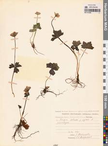 Купальница бумажночашелистиковая Schipcz., Сибирь, Чукотка и Камчатка (S7) (Россия)