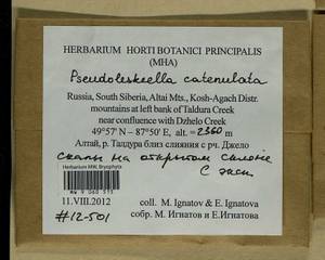Pseudoleskeella catenulata (Brid. ex Schrad.) Kindb., Гербарий мохообразных, Мхи - Западная Сибирь (включая Алтай) (B15) (Россия)
