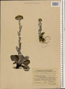 Tephroseris integrifolia subsp. primulifolia (Cufod.) Greuter, Кавказ, Краснодарский край и Адыгея (K1a) (Россия)
