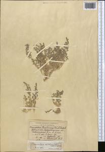 Climacoptera merkulowiczii (Zakirov) Botsch., Средняя Азия и Казахстан, Сырдарьинские пустыни и Кызылкумы (M7) (Узбекистан)