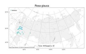 Rosa glauca, Шиповник сизый Pourr., Атлас флоры России (FLORUS) (Россия)