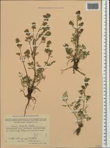 Триния щетинисто-волосистая, Триния щетинистоволосая Hoffm., Крым (KRYM) (Россия)