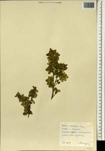 Buxus sinica var. insularis (Nakai) M. Cheng, Зарубежная Азия (ASIA) (КНДР)