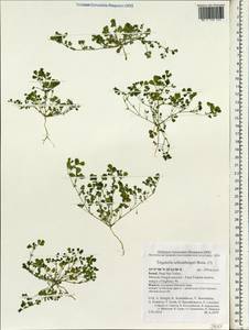 Trigonella schlumbergeri Boiss., Зарубежная Азия (ASIA) (Израиль)