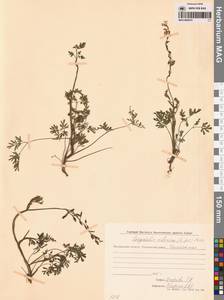 Хохлатка сибирская (L.fil.) Pers., Сибирь, Чукотка и Камчатка (S7) (Россия)