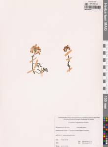 Хохлатка магаданская A.P.Khokhr., Сибирь, Чукотка и Камчатка (S7) (Россия)