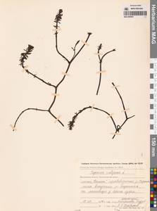 Хвостник обыкновенный, Водяная сосенка L., Сибирь, Чукотка и Камчатка (S7) (Россия)