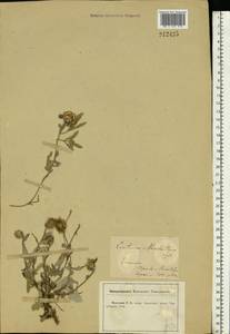 Псефеллюс Маршалла (Spreng.) K.Koch, Восточная Европа, Центральный лесостепной район (E6) (Россия)