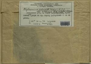 Hylocomium splendens (Hedw.) Schimp., Гербарий мохообразных, Мхи - Красноярский край, Тыва и Хакасия (B17) (Россия)