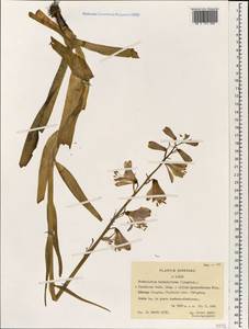 Notholirion bulbuliferum (Lingelsh.) Stearn, Зарубежная Азия (ASIA) (КНР)