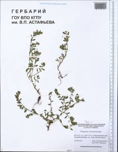 Спорыш обыкновенный вытаптываемый (Lindm.) Wissk., Сибирь, Центральная Сибирь (S3) (Россия)