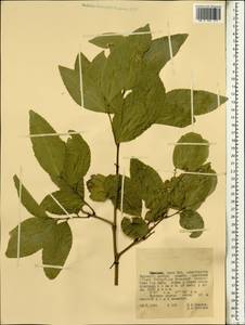 Magnoliopsida, Африка (AFR) (Эфиопия)