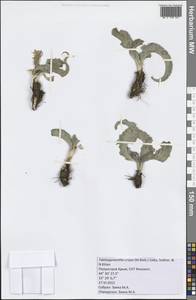 Pseudopodospermum crispatulum (DC.) Zaika, Sukhor. & N. Kilian, Крым (KRYM) (Россия)