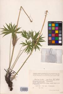 Прострел раскрытый, Сон-трава (L.) Mill., Восточная Европа, Нижневолжский район (E9) (Россия)