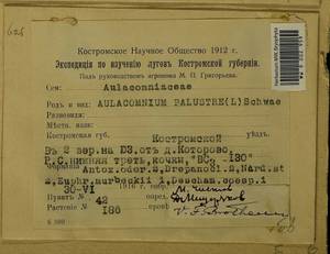 Aulacomnium palustre (Hedw.) Schwägr., Гербарий мохообразных, Мхи - Центральное Нечерноземье (B6) (Россия)