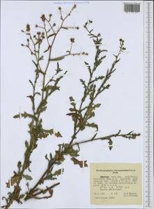 Dichrocephala chrysanthemifolia (Blume) DC., Африка (AFR) (Эфиопия)