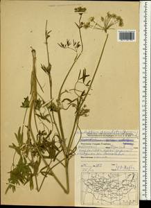 Cenolophium fischeri (Spreng.) W. D. J. Koch, Монголия (MONG) (Монголия)