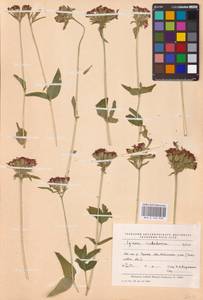 Смолевка халцедоновая, Зорька (L.) E.H.L.Krause, Восточная Европа, Средневолжский район (E8) (Россия)