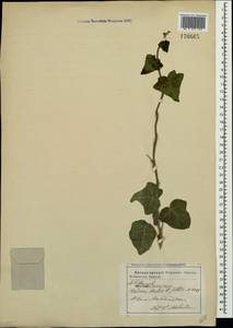 Плющ обыкновенный L., Крым (KRYM) (Россия)