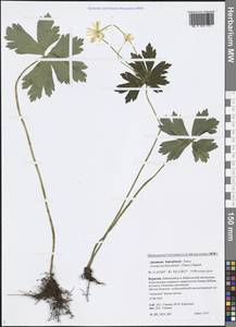 Anemonastrum baicalense (Turcz.) Mosyakin, Сибирь, Прибайкалье и Забайкалье (S4) (Россия)