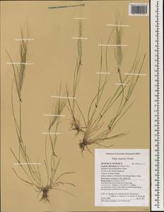 Stipellula capensis (Thunb.) Röser & Hamasha, Зарубежная Азия (ASIA) (Кипр)