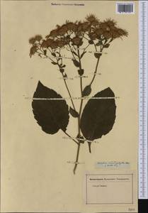 Eurybia macrophylla (L.) Cass., Америка (AMER) (Неизвестно)