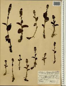 Habenaria lefebureana (A.Rich.) T.Durand & Schinz, Африка (AFR) (Эфиопия)