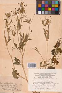 Лютик ядовитый L., Восточная Европа, Восточный район (E10) (Россия)