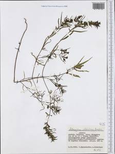 Melampyrum velebiticum Borbás, Западная Европа (EUR) (Австрия)