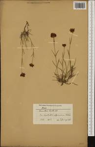 Dianthus pancicii Velen., Западная Европа (EUR) (Болгария)