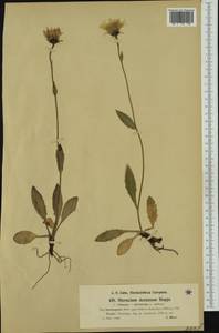 Hieracium dentatum subsp. dentatiforme Nägeli & Peter, Западная Европа (EUR) (Австрия)