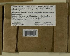 Brachythecium rutabulum (Hedw.) Schimp., Гербарий мохообразных, Мхи - Центральное Нечерноземье (B6) (Россия)