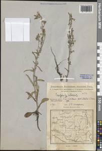 Колокольчик сибирский L., Восточная Европа, Восточный район (E10) (Россия)