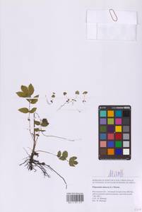 Таволга вязолистная (L.) Maxim., Восточная Европа, Московская область и Москва (E4a) (Россия)