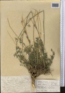 Жабрица леманновская (Bunge) Boiss., Средняя Азия и Казахстан, Памир и Памиро-Алай (M2) (Таджикистан)