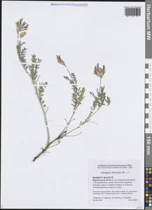 Астрагал белостебельный DC., Восточная Европа, Центральный лесостепной район (E6) (Россия)