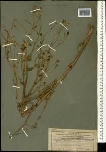 Papaver armeniacum subsp. armeniacum, Кавказ, Армения (K5) (Армения)