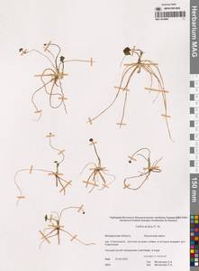 Калужница укореняющаяся (T.F.Forst.) Beck, Сибирь, Чукотка и Камчатка (S7) (Россия)