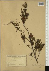 Dodonaea viscosa subsp. cuneata (Sm.) J. West, Австралия и Океания (AUSTR) (Австралия)