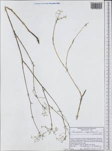 Скалигерия рапсовидная (Willd. ex Spreng.) Grande, Западная Европа (EUR) (Греция)