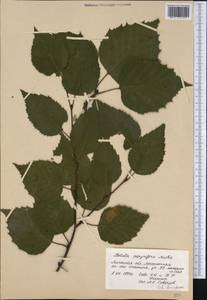 Betula papyrifera Marshall, Ботанические сады и дендрарии (GARD) (Россия)