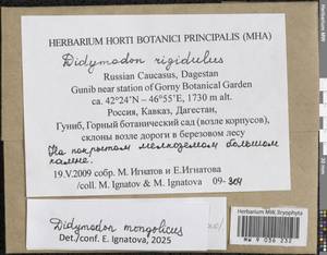 Didymodon mongolicus D.P. Zhao & T.R. Zhang, Гербарий мохообразных, Мхи - Северный Кавказ и Предкавказье (B12) (Россия)