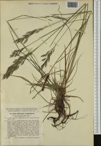 Bromus pannonicus subsp. monocladus (Domin) P.M.Sm., Западная Европа (EUR) (Чехия)