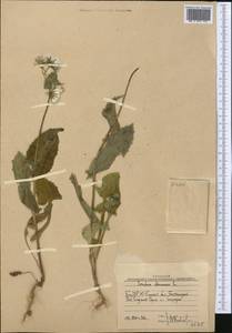 Осот огородный L., Средняя Азия и Казахстан, Западный Тянь-Шань и Каратау (M3) (Узбекистан)